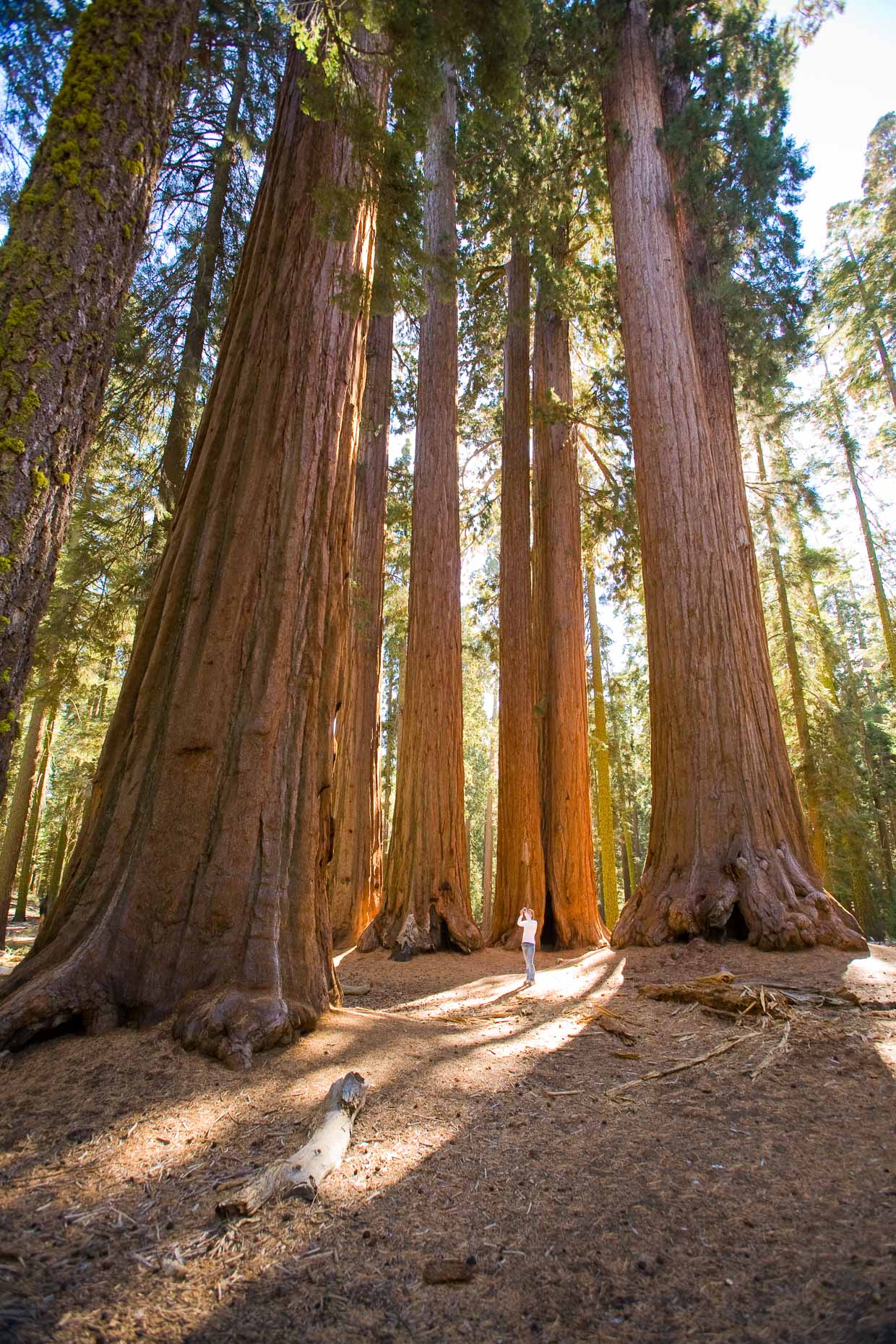 Woman female taking photograph with camera of large Sequoia redwood trees in grove in Sequoia National Park, California, by David Zaitz