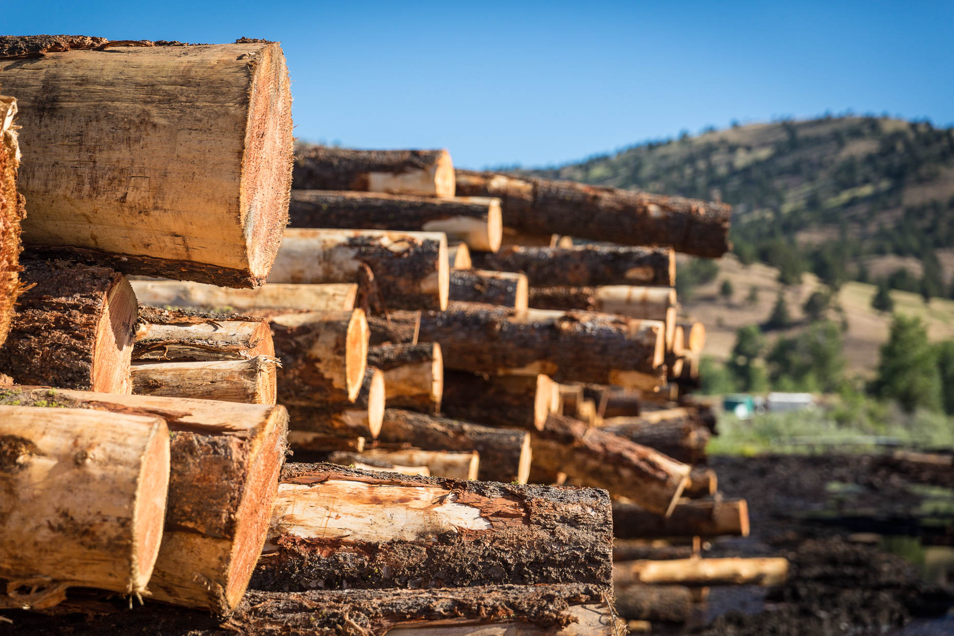 Detail of stack of logs waiting for processing at lumber mill, Malheur Lumber Company mill in John Day, Oregon by David Zaitz.