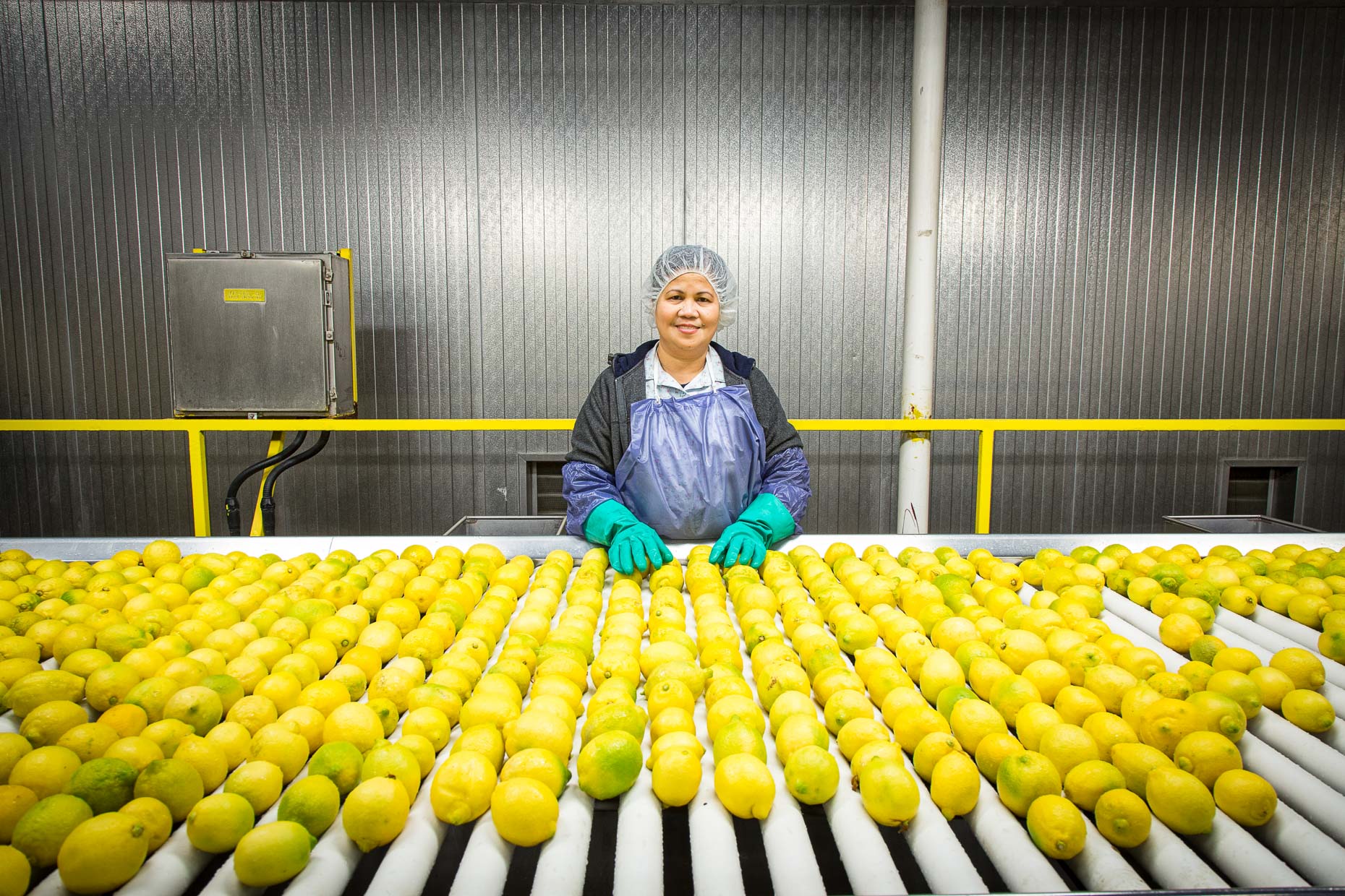 Woman in citrus processing plant at conveyer belt with lemons by David Zaitz.